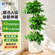 植男植女幸福樹造型綠寶盆栽綠植客廳室內(nèi)大型綠植辦公室喬遷新居源頭直發(fā)