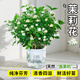 雅致茉莉花盆栽綠植土培植物室內桌面帶花苞30cm6-8棵吸水盆源頭直發(fā)