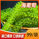 骉祥鹽漬海葡萄即食海藻菜網(wǎng)紅涼拌菜裙帶菜海鮮蔬菜海葡萄海草海帶e 海葡萄2袋*100g