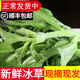 辰實(shí)【發(fā)順豐】山東冰草 新鮮冰菜 水晶花冰葉 火鍋即食生吃沙拉菜 2斤新鮮冰草