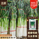 北蔬 大蔥種子種苗山東章丘長白大蔥蔬菜種籽 卓脆鐵桿大蔥種子10g