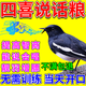 四喜鳥食飼料提性壯膘收身大唱促鳴亮羽黑白四喜長尾打斗鳥糧 400ml 1瓶 [谷子糧】