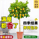 愛(ài)優(yōu)尚香水檸檬樹(shù)盆栽綠植大型室內客廳植物吸甲醛陽(yáng)臺四季好養源頭直發(fā)