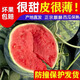 源頭直采夏邑頭茬8424麒麟西瓜新鮮水果冰糖脆甜薄夏季生鮮沙瓤瓜 精選麒麟西瓜丨凈重6-7斤 有籽/無籽隨機(jī)發(fā)貨