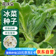 花沃里冰菜種子200粒/包 蔬菜種子盆栽陽臺種菜土四季菜籽陽臺/庭院種植