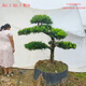 羅漢松庭院造型大樹(shù)造型迎客松名貴精品定型真樹(shù)老樁地栽盆栽老樁 1.5m彎曲羅漢松5