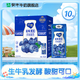 蒙牛  純甄風(fēng)味酸牛奶營(yíng)養早餐風(fēng)味酸奶禮盒裝 藍莓果粒風(fēng)味酸奶 200g×10盒