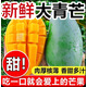 【頭茬金煌芒】正宗青皮大青芒新鮮芒果特大果新鮮百色芒果整箱10 8斤大果【單果300g以上】