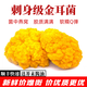 新鮮金耳菌【順豐包郵】云南黃金耳菇 可生食 刺身 火鍋 高端食材 500g