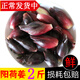 辰實(shí)【現(xiàn)挖】陽荷姜新鮮 當(dāng)季洋荷姜 洋河筍現(xiàn)摘蔬菜 2斤【現(xiàn)挖現(xiàn)發(fā)】