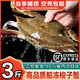 海澤鮮 舟山梭子蟹當(dāng)季鮮活 液氮瞬凍大規(guī)格梭子蟹冰鮮活凍大螃蟹 3斤 凈重*6-8兩/只【精品野生】
