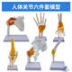 藍(lán)蝶教學(xué)仿真人體關(guān)節(jié)骨骼模型 韌帶手肘肩髖腳膝關(guān)節(jié)模型附韌帶人體骨骼教學(xué)練習(xí)功能展示 六件套關(guān)節(jié) 六件套關(guān)節(jié)