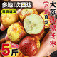 陜西大荔冬棗5斤紅冬棗新鮮應季水果當季整箱包郵脆甜禮盒大棗子 5斤 【巨無霸果】單果15-25g