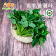 東升有機番薯苗250g紅薯葉有機蔬菜炒菜廣州供港新鮮蔬菜配送