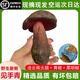 知鮮之鮮見(jiàn)手青云南新鮮【順豐空運次日達】紅蔥牛肝菌云南野生雞樅菌送禮 紫蔥見(jiàn)手青 250g