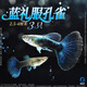 百綸木千藍禮服孔雀魚(yú)熱帶魚(yú)好養耐活魚(yú)缸淡水小型觀(guān)賞魚(yú)鳳尾魚(yú)瑯嬛藍使 藍禮服 2.5-4cm3只