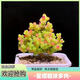 多肉組合盆栽陽(yáng)臺盆栽喜陽(yáng)植物新手福利按圖發(fā)貨品種花卉好養 蜜桔糖球【4-6里米】塑料盆栽好