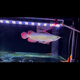 瀚幻七彩銀龍魚(yú)熱帶魚(yú)印尼紅龍魚(yú)活魚(yú)超血紅龍觀(guān)賞魚(yú)辣椒紅龍魚(yú)血統 四代紫艷紅龍28-30cm芯片證書(shū)齊