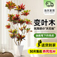 愛優(yōu)尚變?nèi)~木客廳室內(nèi)大型綠植盆栽真樹灑金榕好養(yǎng)造景四季源頭直發(fā)