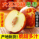 陜西大荔冬棗脆甜棗子新鮮當(dāng)季孕婦水果鮮棗原產(chǎn)地直發(fā)整箱包郵 凈重1斤中大果【單果10-14g】