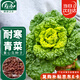 壽禾黃心烏種子苗秋季黃心油菜烏塌菜蔬菜籽 雪玲瓏黃心烏種子20g*2包