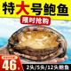 鱘好物 活凍大鮑魚(yú) 鮮活冷凍生鮮貝類(lèi) 其它水產(chǎn)海鮮 火鍋燒烤食材 8-10只/斤 凈重【鮑魚(yú)1斤】