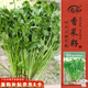 壽禾 香菜種子苗大葉味濃速生四季蔬菜籽 濰豐夏圣7號耐熱香菜種子15g