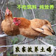 博多客老母雞新鮮現(xiàn)殺 正宗土雞農(nóng)家散養(yǎng)月子雞走地雞草雞 順豐冷鏈 2斤/只*1只裝