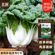 北蔬 奶白菜種子四季奶油小青菜矮腳白蔬菜種籽 奶白菜種子5g約2200粒
