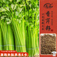 壽禾 四季小香芹種子種苗芹菜蔬菜籽 脆嫩小香芹種子(四季)10g*3袋
