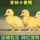 正宗網(wǎng)紅柯爾鴨寵物網(wǎng)紅鴨子小型寵物可達(dá)鴨幼體小黃鴨跟人走包活 會跟人走的(可愛柯爾鴨) 精品柯爾鴨(已注射疫苗)買1送1