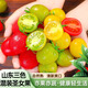 京地達(dá)小番茄山東多色圣女果小番茄 凈重3斤  源頭直發(fā)包郵