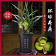 劉閣蘭花蘭花傳統老種春蘭環(huán)球荷鼎花卉盆栽 5苗連體帶花苞裸根源頭直發(fā)