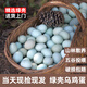 萱仔農(nóng)場正宗農(nóng)家深山散養(yǎng)全綠殼土雞蛋50克精選大碼烏雞新鮮當(dāng)天現(xiàn)撿現(xiàn)發(fā) 30枚