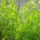 水族魚草孔雀魚下崽避難所竹節(jié)草新手水草好養(yǎng)耐活靜水凈水小魚缸 10-20cm60多棵竹節(jié)草帶1個沉底瓷環(huán)  水袋散裝