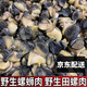 田螺肉野生螺肉特產(chǎn)螺螄新鮮真空包裝微山湖商用螺絲家用批發(fā) 野生田螺肉【特大號(hào)】特惠 500g 【2斤】+真空裝