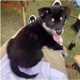 旺園興田園犬狗狗幼犬家養(yǎng)土狗混血狗大黃狗純黑小白狗活體混血 田園級(jí) 四眼狗鐵包金