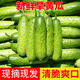 新鮮旱黃瓜【現(xiàn)摘現(xiàn)發(fā)】水果黃瓜農家旱黃瓜生吃蔬菜脆嫩小青瓜鮮 5斤