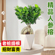 愛優(yōu)尚老樁小葉人參金錢榕樹盆景綠植室內(nèi)四季常青好養(yǎng)客廳盆栽源頭直發(fā)
