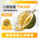 中果農茂泰國長(cháng)柄榴蓮液氮果整個(gè)帶殼巴掌長(cháng)柄液氮凍榴蓮 凈重2-3斤【保4房】