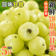 潮汕新鮮油甘果5斤余甘果牛甘子當(dāng)季現(xiàn)摘油柑滇橄欖孕婦酸甜水果L 2斤【新鮮現(xiàn)摘】