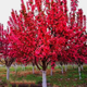 沁茗毓紅寶石海棠花樹(shù)苗盆栽絢麗海棠庭院陽(yáng)臺耐寒花卉植物地栽垂絲海棠 紅寶石海棠 4公分粗-肥料