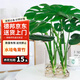植男植女水培開背龜背竹盆栽客廳室內辦公室桌面植物好養(yǎng)2株無瓶3源頭直發(fā)