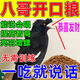 開元速學(xué)說話】八哥鳥食飼料速學(xué)說話抗拉稀型鷯哥專用亮毛肥膘營養(yǎng)糧 1袋裝【快速開口糧】