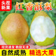 現(xiàn)摘紅香酥梨新鮮梨子孕婦老人水果應(yīng)當季香梨青雪早酥梨脆甜整箱 精選超值裝9斤【凈重8-8.5斤】