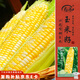壽禾 黃白水果玉米種子苗雙色超甜春季菜種籽 金輝甜505玉米種子100g