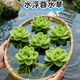 京厽魚(yú)缸水草植物水芙蓉水葫蘆圓心萍養造景凈化水質(zhì)水生池塘養殖浮萍 凈水造氧 無(wú)需打理水芙蓉3顆