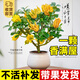 呆果丁佛手樹(shù)苗盆栽陽(yáng)臺庭院帶果金華佛手柑盆景老樁植物花卉綠植好養活 佛手3年苗當年結果（帶土帶葉）死苗包賠