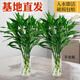 萌肉居20根大葉富貴竹水培植物花卉招財竹水養盆栽綠植高60cm高源頭直發(fā)