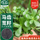 壽禾 馬齒莧種子種苗野生螞蚱菜四季蔬菜種籽 濰育肥尖馬齒莧種子20g